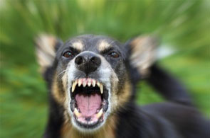 un chien enragé