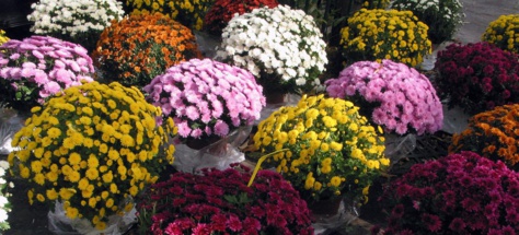 fleurs de la toussaint