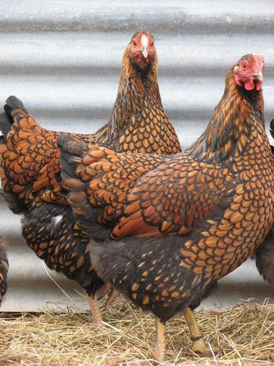 Une  race de poulets très rare