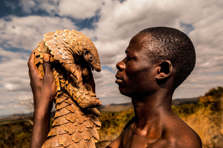 Photos : Le Zimbabwéen Tikki Hywood Trust, l’homme qui aime les pangolins comme ses propres enfants