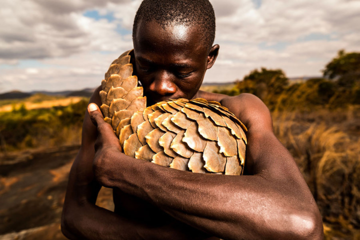 Photos : Le Zimbabwéen Tikki Hywood Trust, l’homme qui aime les pangolins comme ses propres enfants