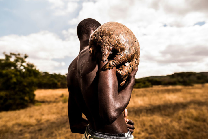 Photos : Le Zimbabwéen Tikki Hywood Trust, l’homme qui aime les pangolins comme ses propres enfants