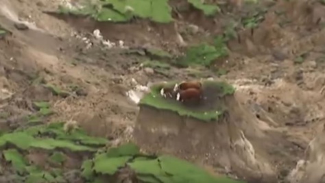 trois vaches échappent miraculeusement