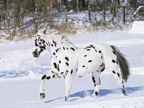 Ces chevaux ont les couleurs les plus exceptionnelles et les plus belles du monde ! Ils sont vraiment splendides !