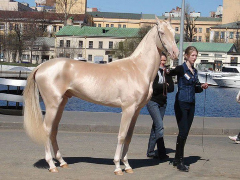 Ces chevaux ont les couleurs les plus exceptionnelles et les plus belles du monde ! Ils sont vraiment splendides !