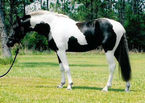 Ces chevaux ont les couleurs les plus exceptionnelles et les plus belles du monde ! Ils sont vraiment splendides !