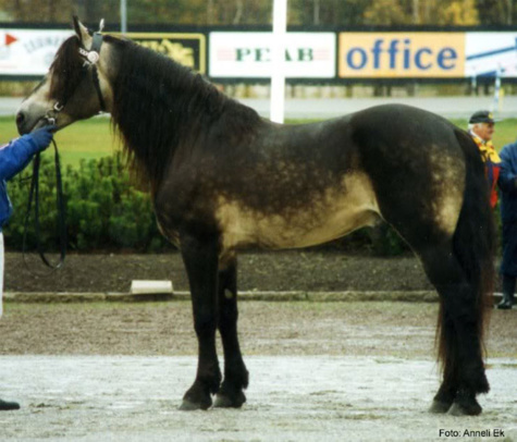 Ces chevaux ont les couleurs les plus exceptionnelles et les plus belles du monde ! Ils sont vraiment splendides !