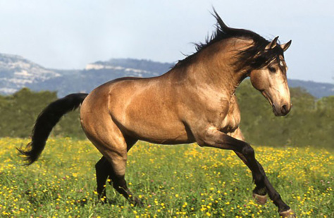 Ces chevaux ont les couleurs les plus exceptionnelles et les plus belles du monde ! Ils sont vraiment splendides !
