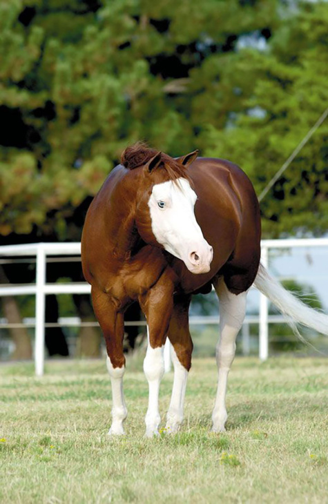 Ces chevaux ont les couleurs les plus exceptionnelles et les plus belles du monde ! Ils sont vraiment splendides !