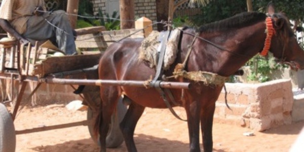 Après quatre jours de traque, renseignent nos sources, le recherché cocher a été coincé à bord d’un véhicule en partance pour la Gambie. Il a été conduit manu militari dans les locaux du commissariat central de police de Guédiawaye puis gardé à vue dans la chambre de sûreté.