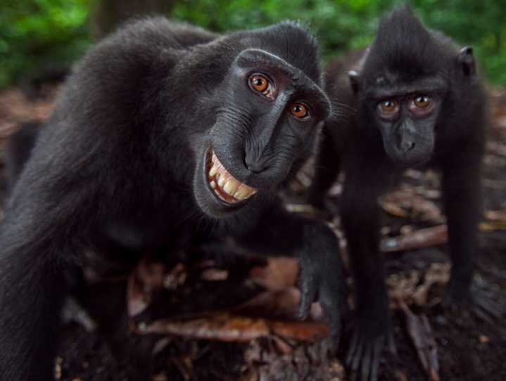 Parc national de Tangkoko à Sulawesi en Indonesie : Des singes qui sourient comme des humains.