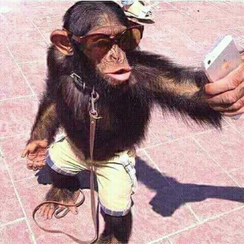 Selfie version singe, appréciez!!
