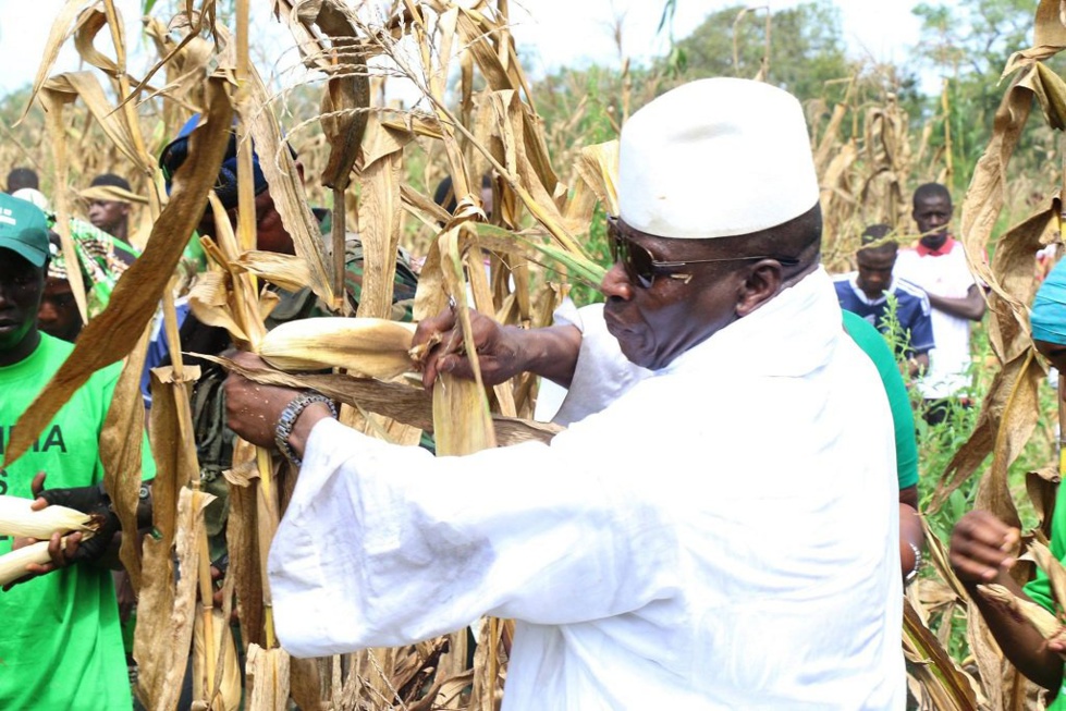 ( 04 Photos ) Et si Yahya Jammeh et son épouse Zeineb Jammeh retournaient aux champs? Voilà ce que ça donne