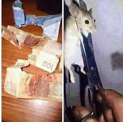 De quelle nationalité sont ces deux souris et quelle peine encourent-elles?