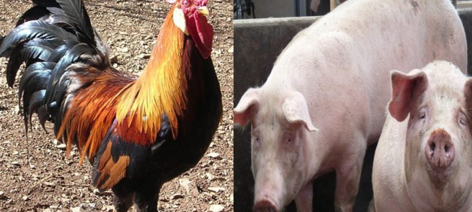 (Reportage) Mets à l’occasion des fêtes de fin d’année : pourquoi, chez les chrétiens, la cote du poulet est plus élevée que celle du cochon
