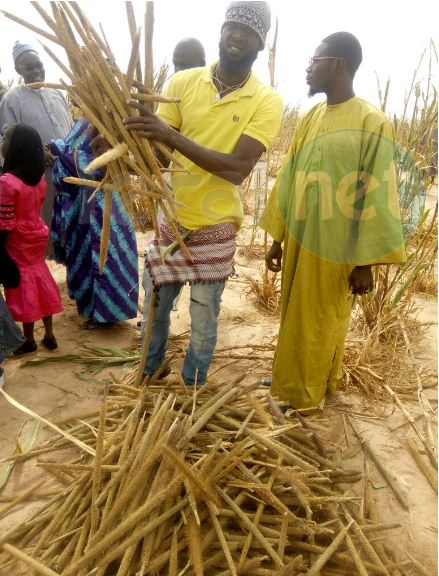 Vidéo: Samuel Sarr, le fervent disciple de Serigne Saliou Mbacké (rta) a encore cette année fait le plein aux champs de Lagane (images)