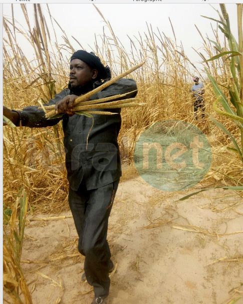 Vidéo: Samuel Sarr, le fervent disciple de Serigne Saliou Mbacké (rta) a encore cette année fait le plein aux champs de Lagane (images)