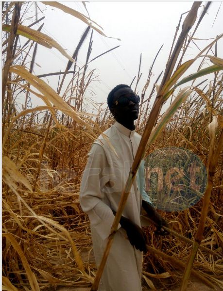 Vidéo: Samuel Sarr, le fervent disciple de Serigne Saliou Mbacké (rta) a encore cette année fait le plein aux champs de Lagane (images)