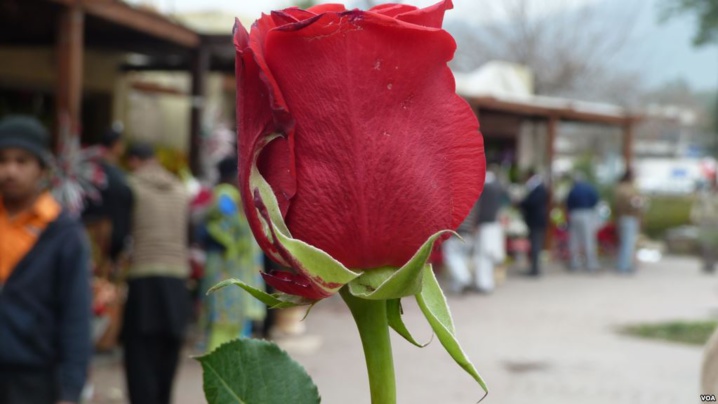 À Maiduguri, le berceau de Boko Haram, on célèbre aussi l'amour