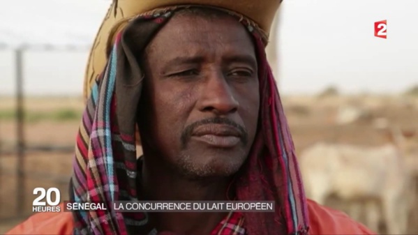 Importation du lait au Sénégal: Un cancer pour l’économie sénégalaise