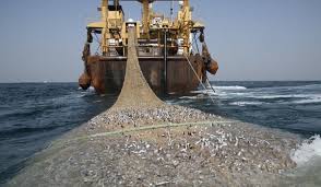 Pêche illégale en Afrique de l'Ouest, un manque à gagner d'1,3 milliard de dollars par an