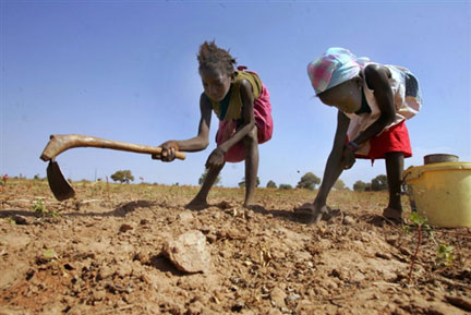 Des enfants sénégalais récoltent de l'arachide dans la région de Kaolack en 2007.
