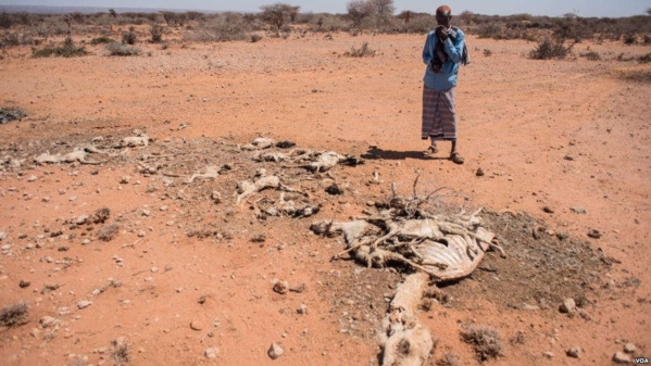 Un homme regarde la carcasse d'un de ses chameaux morts à cause de la sécheresse, en Somalie, le 9 février 2017.