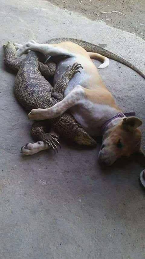 Même les animaux ont compris qu'on peut s'aimer amicalement malgré nos différences. Vraiment la race humaine est en retard