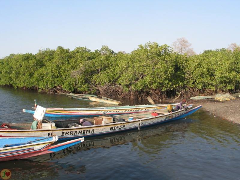 (Images) La mangrove de palétuviers du delta du Saloum