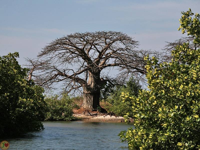 (Images) La mangrove de palétuviers du delta du Saloum