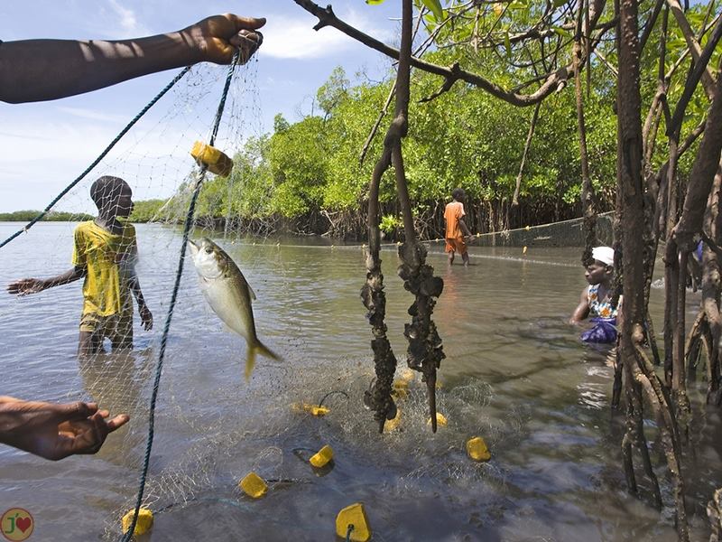(Images) La mangrove de palétuviers du delta du Saloum