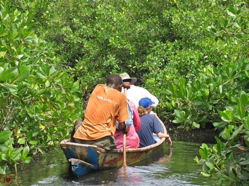 (Images) La mangrove de palétuviers du delta du Saloum