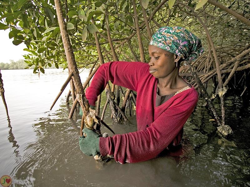 (Images) La mangrove de palétuviers du delta du Saloum