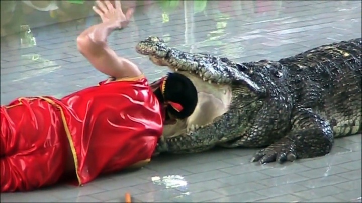 Un garçon de 8 ans a été découvert dans l'estomac d'un crocodile