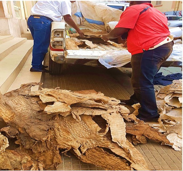 Criminalité faunique : L’Affaire de trafic de peaux de crocodiles et de peaux de python prise très au sérieux par les magistrats du Tribunal de Grande Instance de Dakar
