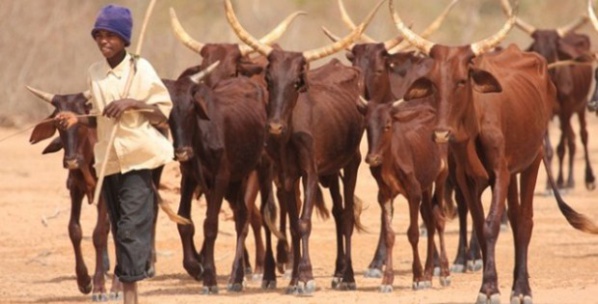 Dahra Djolof : Bientôt un siège pour la mutuelle des éleveurs du Sénégal