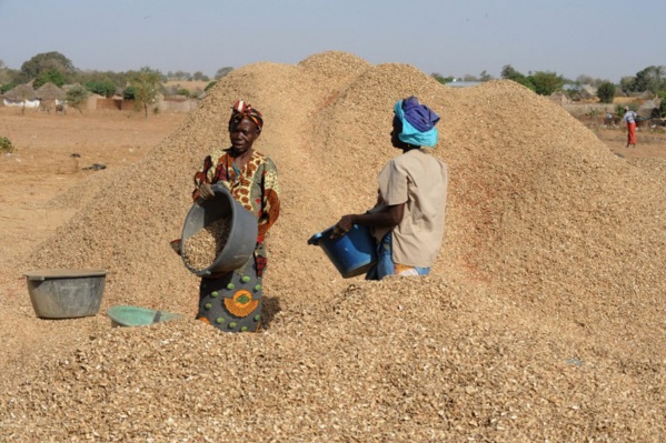 Campagne arachidière : plus de 82 000 tonnes collectées par la Sonacos (Dg)