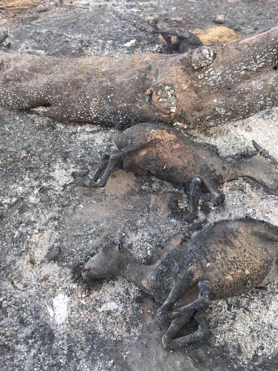 Audio:Incendie au Daaka: un jeune fumeur serait à l'origine du feu meurtrier