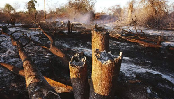 Ranch de Dolly, près de 14 mille ha détruits par les flammes