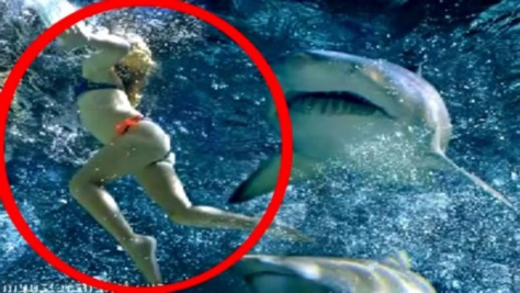 Attaquée par un grand prédateur marin sur la plage de Wylie Bay, dans l'Ouest de l'Australie, une jeune surfeuse n'a pas survécu à de terrifiantes morsures.