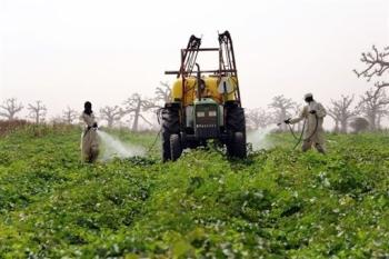 Des agriculteurs sénégalais, à Djilakh le 28 avril 2008