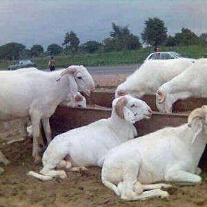 Insolite infraction à Linguère: pour s'acheter un téléphone portable tactile, le berger brade 8 moutons de race de son père à 6500 francs l'unité