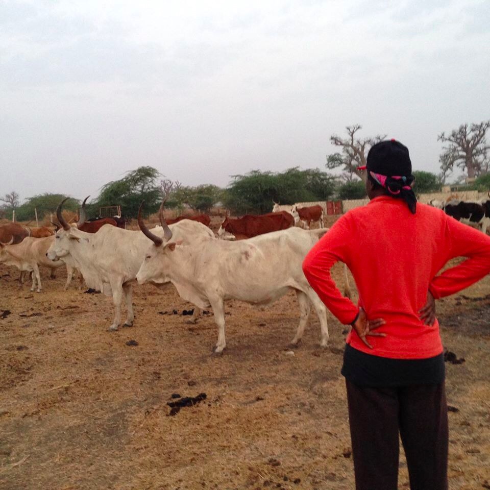 Ndeye Penda Tall, femme de Idrissa Seck s'est-elle convertie en éleveur?