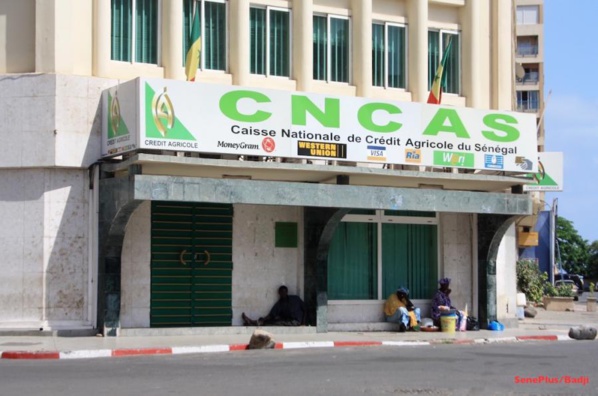 80 milliards  FCFA dans le vent: Cncas, sur les traces d’un ignoble scandale