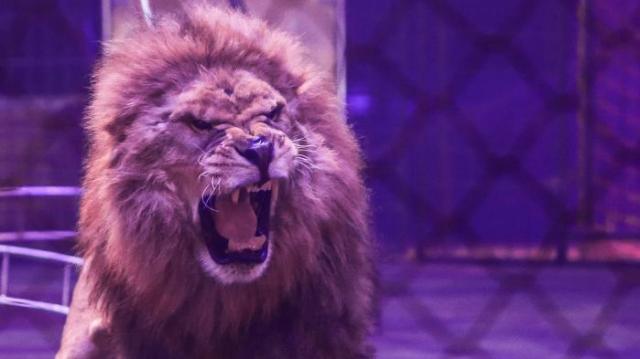 Somme : un lion saute à la gorge de son dompteur en plein numéro de cirque