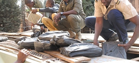 Trafic de drogue : Saisie 112 kilogrammes de chanvre indien à  Tambacounda et Thiès