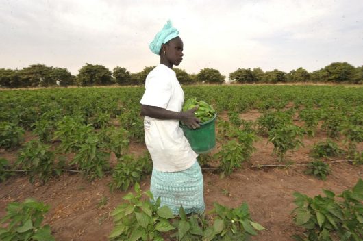 6% de croissance du PIB sur 3 années consécutives, une première pour le Sénégal ?