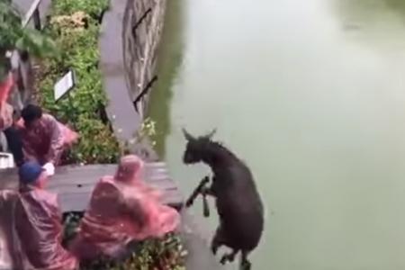 Images d'horreur au zoo: un âne jeté vivant dans l'enclos des tigres (vidéo choc)