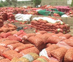Avec un stock de 40 000 tonnes : Le Sénégal autosuffisant en oignons