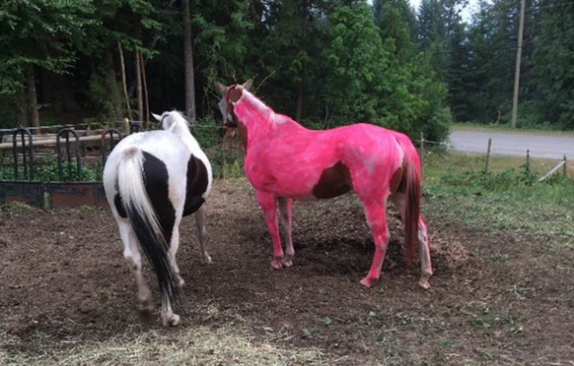 Canada: Un ado peint sa jument en rose fluo après avoir mal compris une consigne de sa mère